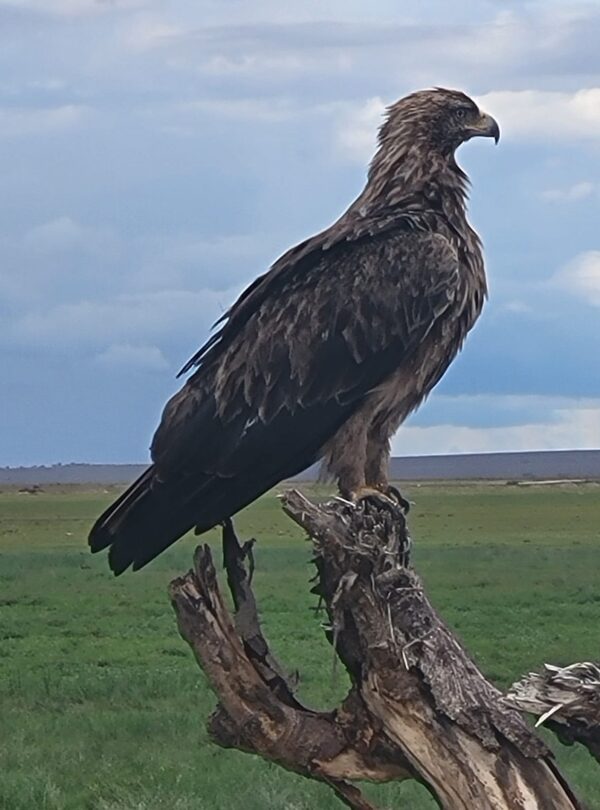 Bird Watching Safaris