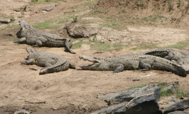 MVT-778Y-Africa-Wild-Vacations