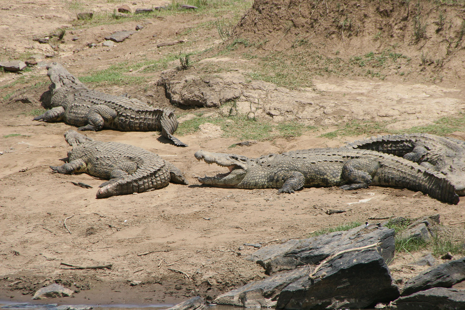 MVT-778Y-Africa-Wild-Vacations