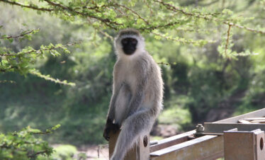 MVY-776Y-Africa-Wild-Vacations