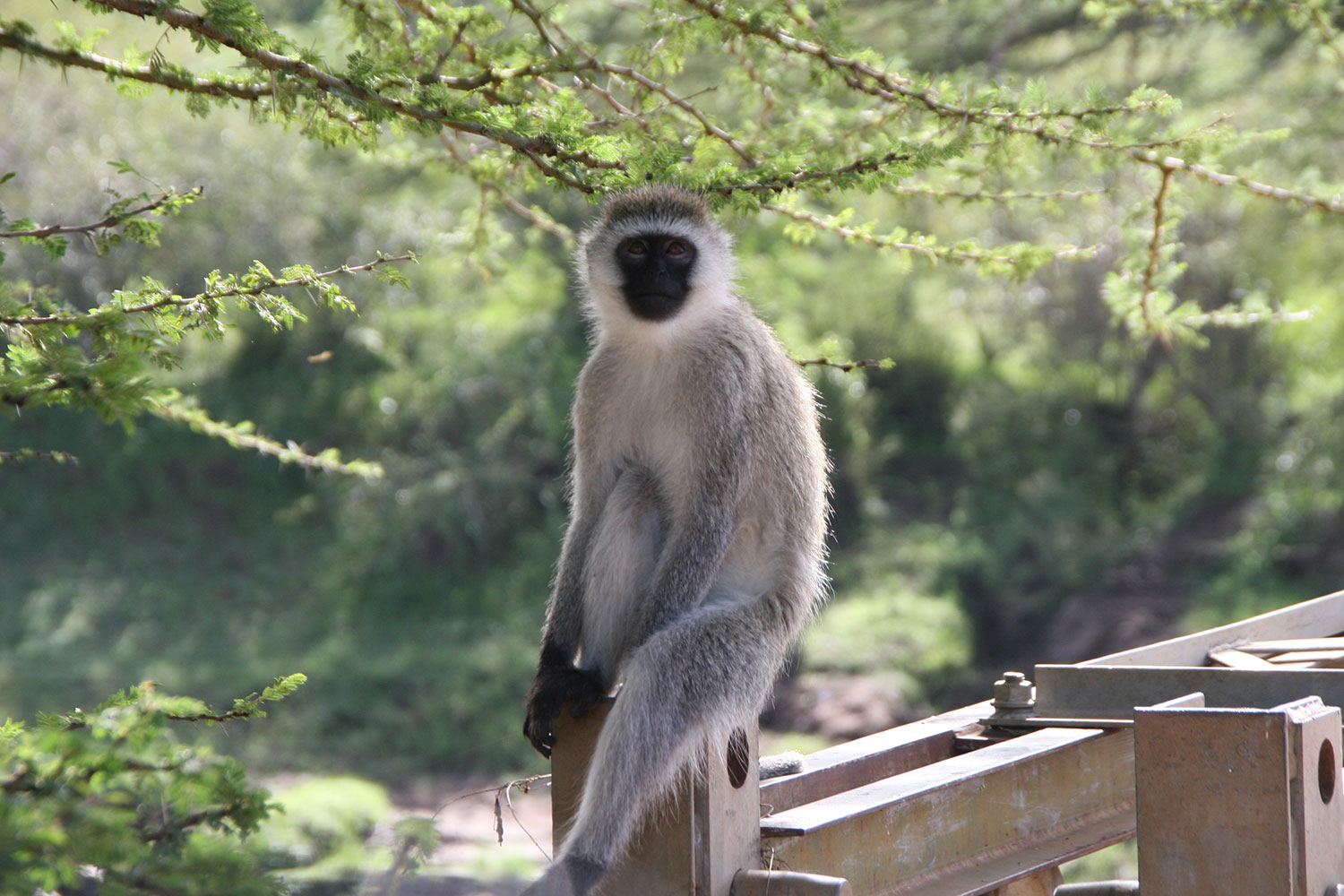 MVY-776Y-Africa-Wild-Vacations