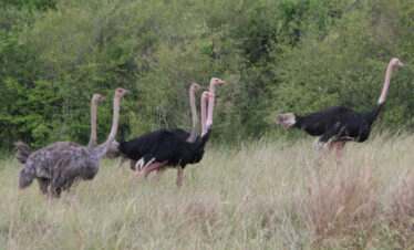 WTZ-58C-Africa-Wild-Vacations