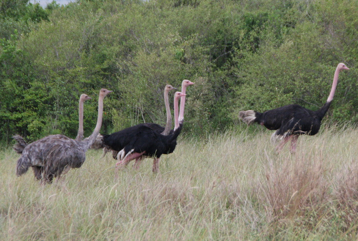 WTZ-58C-Africa-Wild-Vacations