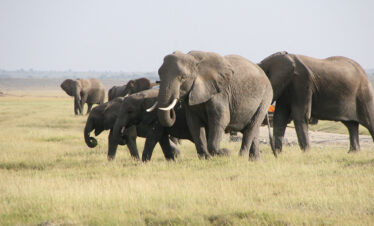 WVT 208 - Africa Wild Vacations