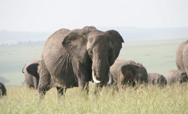 WVT-30B-Africa-Wild-Vacations