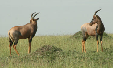 WVT-34B-Africa-Wild-Vacations
