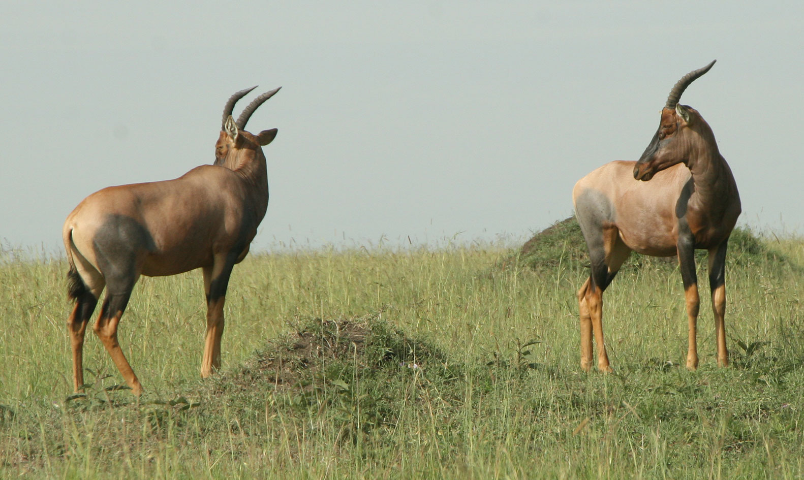 WVT-34B-Africa-Wild-Vacations