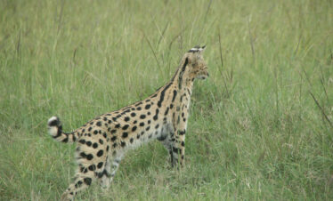 WVTM-602-Africa-Wild-Vacations