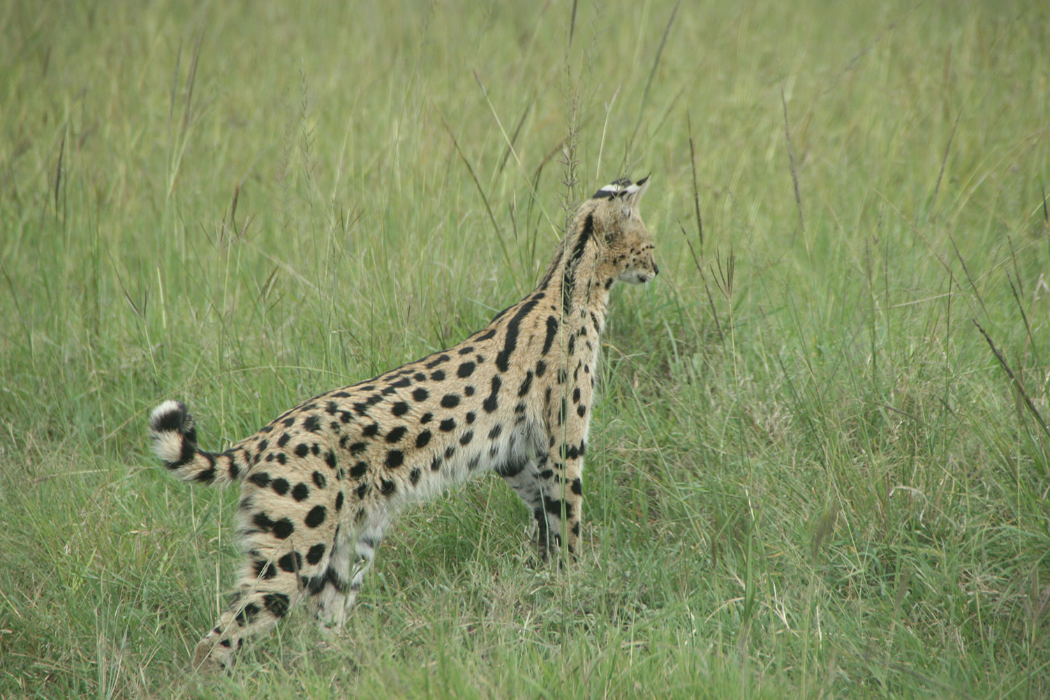 WVTM-602-Africa-Wild-Vacations
