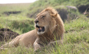 WVTM-604-Africa-Wild-Vacations