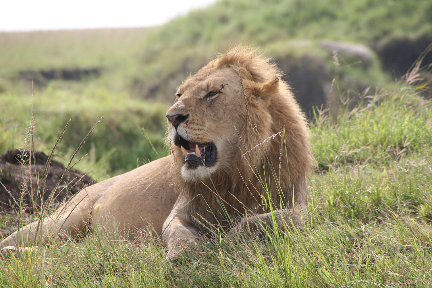 WVTM-604-Africa-Wild-Vacations