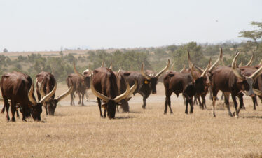 WVTU-660-Africa-Wild-Vacations