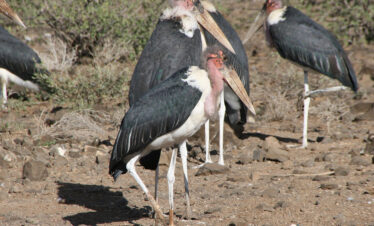 WVTU-662-Africa-Wild-Vacations