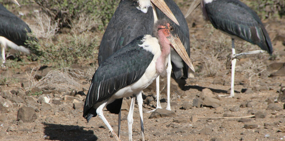 WVTU-662-Africa-Wild-Vacations