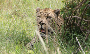 WVTZ-331-Africa-Wild-Vacations