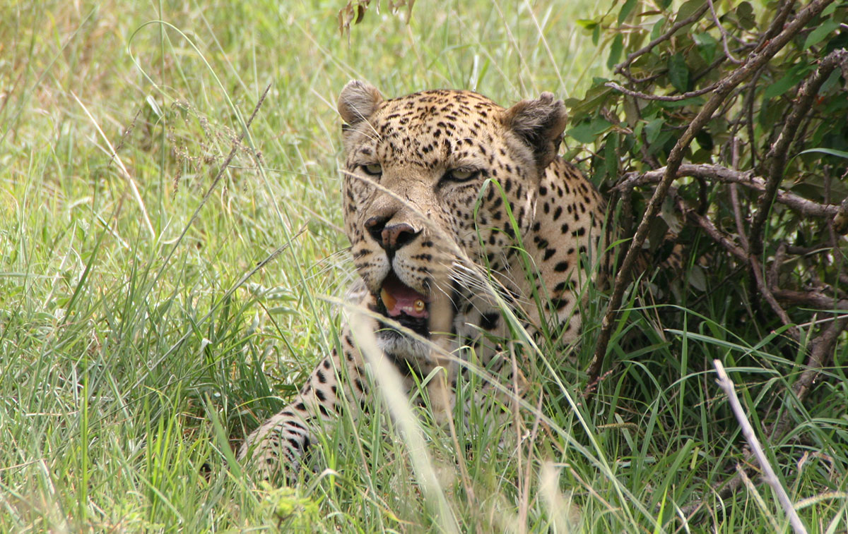 WVTZ-331-Africa-Wild-Vacations
