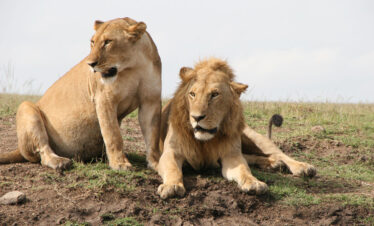 WVTZ-335-Africa-Wild-Vacations
