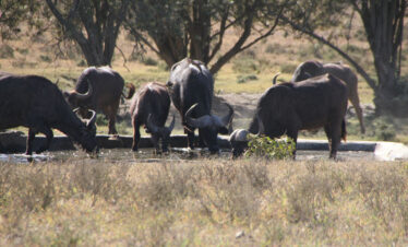 WVTZ-335-Africa-Wild-Vacations-4-Days
