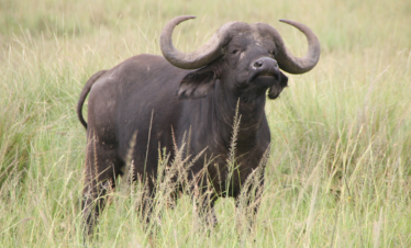 WVTZ-335-Africa-Wild-Vacations-6-Days