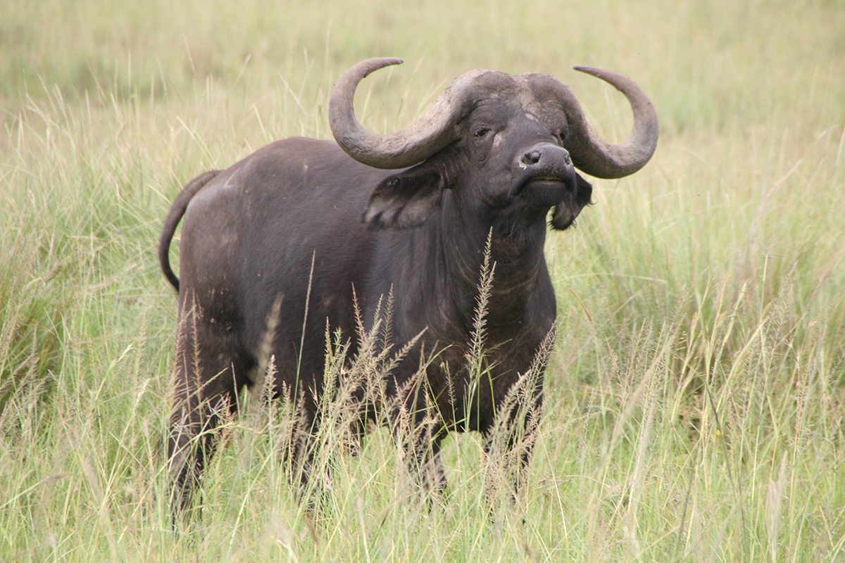 WVTZ-335-Africa-Wild-Vacations-6-Days
