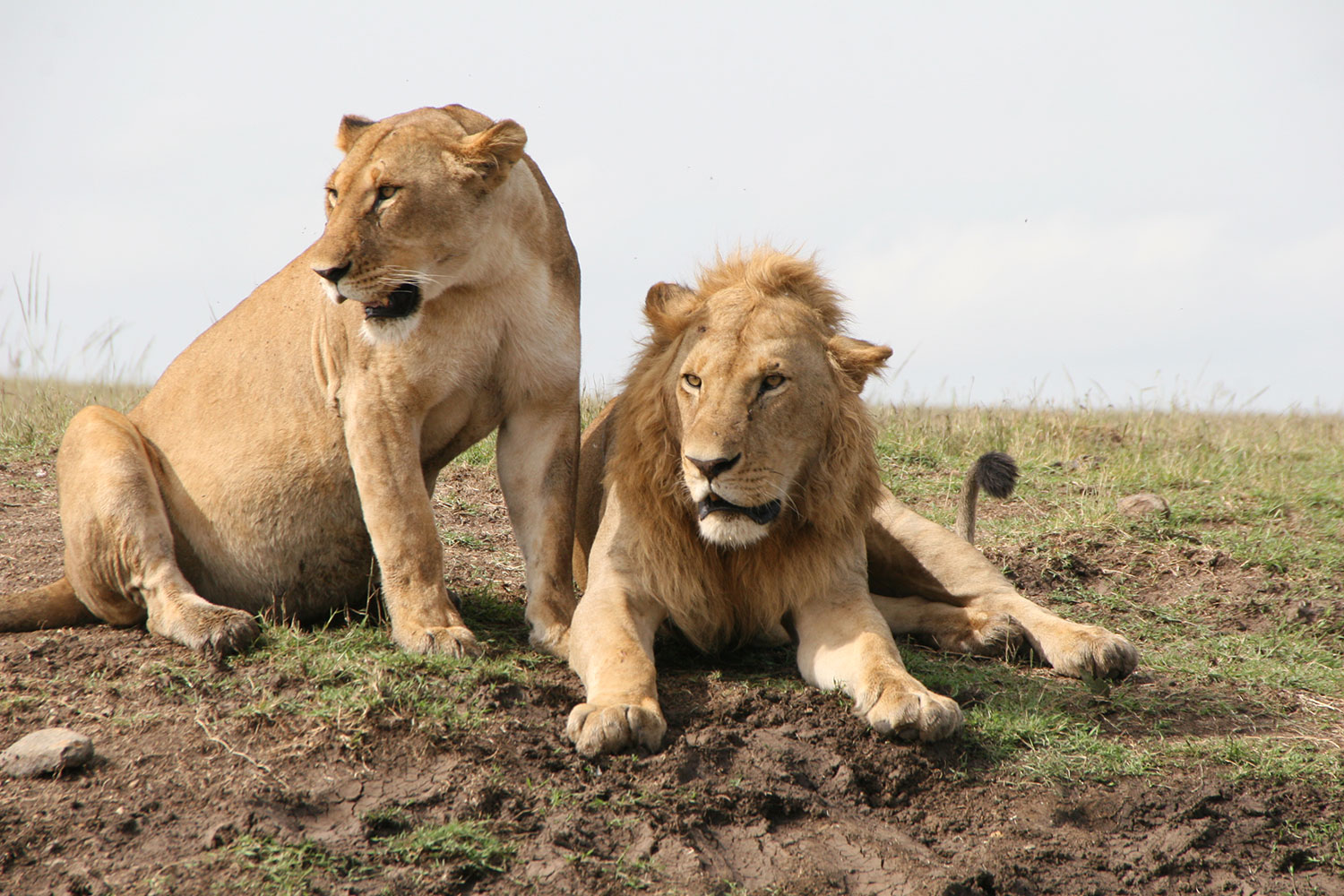 WVTZ-335-Africa-Wild-Vacations