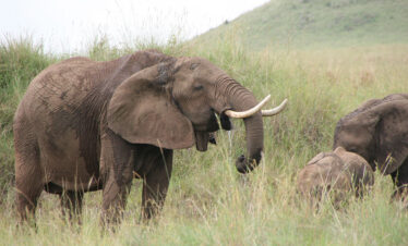 WVTZ-77C-Africa-Wild-Vacations