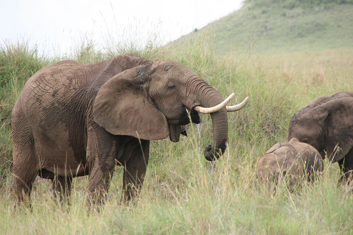 WVTZ-77C-Africa-Wild-Vacations