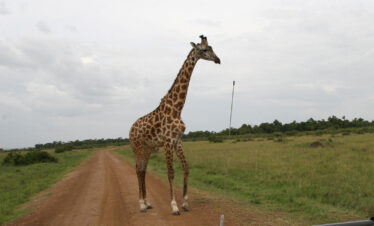 TWV-004- 6 Days – Ngorongoro/Serengeti/Tarangire