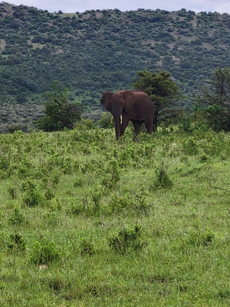 Elephant